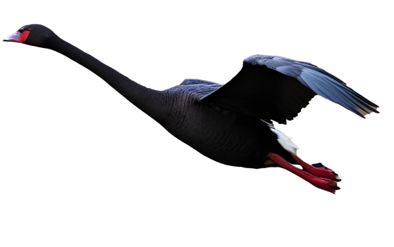 two-black-swan-fly 2